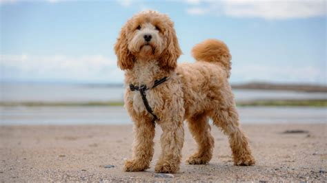 Cockapoo Dogs and Puppies in Long Eaton - Freeads