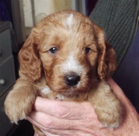 Cockapoo For Sale in Orange County (28) Petzlover