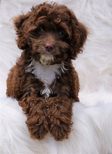 Cockapoo breeders near me. Things To Know About Cockapoo breeders near me. 