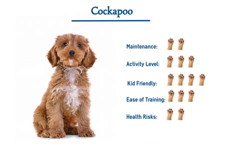 Cockapoo lakeland fl. .  Everything you need to know about your new Cocka...