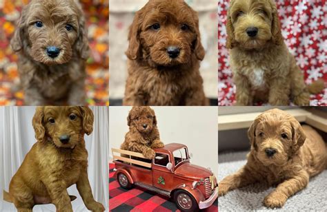 Cockapoo maine.  Please click a new state below.  May 29, 2025 · Simon James founded the Cockapo...