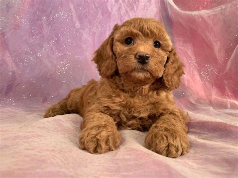 Cute fluffy cockapoo puppies! Girls and boys available. Wormed and