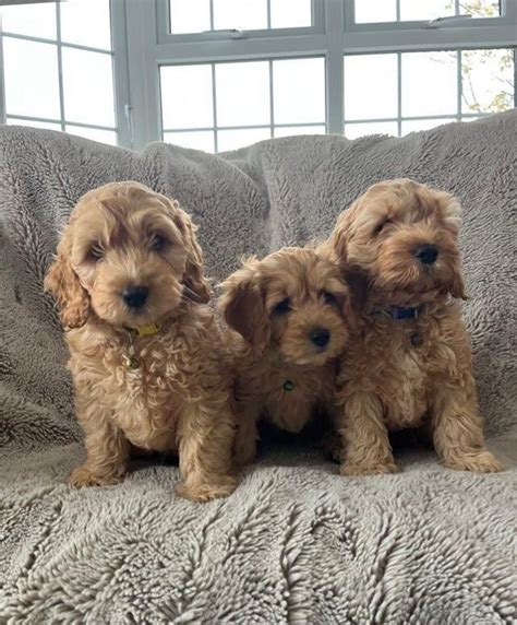 Cockapoo puppies spokane wa. com has located 68 Cockapoo (Miniature), Poochon and Schnood...