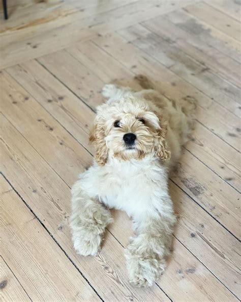 Are you considering adding a furry friend to your family? If so, you’ve probably come across the adorable and popular breed known as the Cockapoo. With their friendly personalities and hypoallergenic coats, it’s no wonder why these crossbre.... 