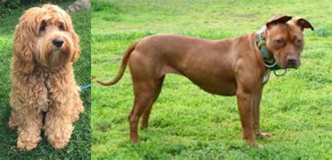 Cockapoo size.  American Pit Bull Terrier and Cockapoo compared side by side.  Cockapoo P...