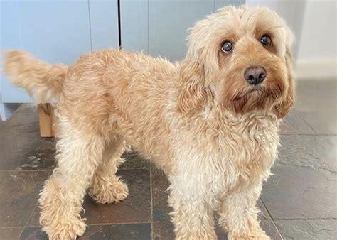 Cockapoo size.  Cockapoos are known for their intelligence, friendly personal...