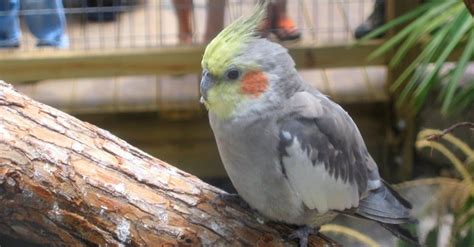 Cockatiel Lifespan: How Long Do Cockatiels Live? - AZ Animals