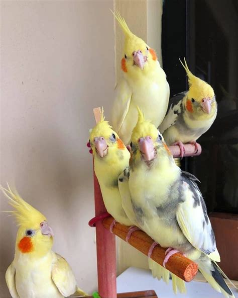 Cockatiels for sale. Seller: kristinarwarner8. Handfed and tame cockatiels ready for their new homes.For more info you can contact Kris .. Birds » Cockatiel. Louisiana » Carencro. $175.. 