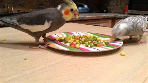 Cockatiel diet