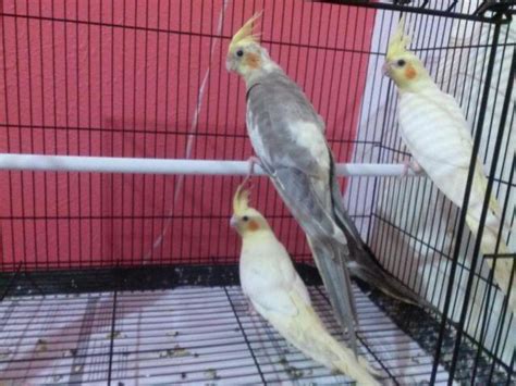 Cockatiels for Sale in Dallas Pets on Oodle Classifieds