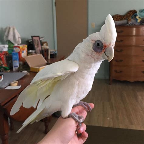 Cockatoo parrot for sale. Try spraying a powdery umbrella cockatoo with water and you can watch tiny droplets of water bead up and roll off the birds back. For some other parrot species, such as blue and gold macaws exposure to this dust can create respitory problems. Call us (+1 (213) 290-1286) or mail us (sales@birdmanspetsource.com) today to Cockatoo Parrots for Sale. 