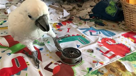 Cockatoo tries to do a snatcharoo : aww - reddit.com