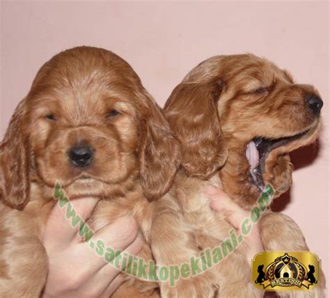 codini.rgarabwor.edu.pl. 