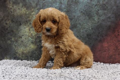 Cocker Poodle Puppies For Sale Near Me