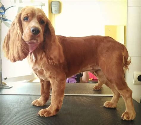 Cocker Spaniel Short Hair Cut - Dog Breeds Pictures