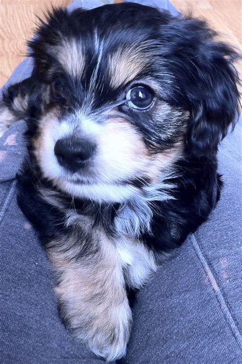 Cocker Spaniel Yorkie Poodle Mix Adoption Options