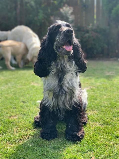 Cocker Spaniels West Yorkshire - Facebook