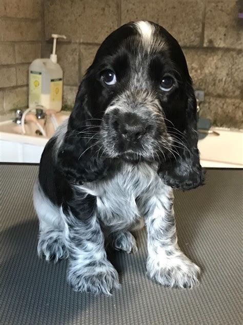 Cocker Spaniels for Sale in Schuylkill County, PA