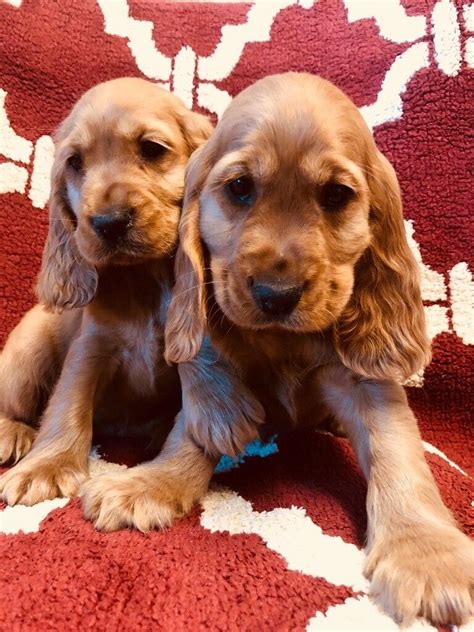 Cocker puppies for sale. KC Registered Cocker Spaniel Pups. 169 miles | Whitby. Age: 7 Weeks | Ready to leave: 26th April. I have a beautiful litter of 5 kennel club registered puppies. Looking for a their forever loving homes. 1 black girl. £550 2 available . 1 red and one black boy available. Mum is a chocolate and dad is black and tan. 