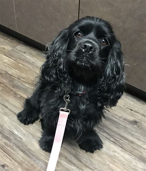 Cocker spaniel adoption near me.  Browse our available Cocker Spaniels and le...
