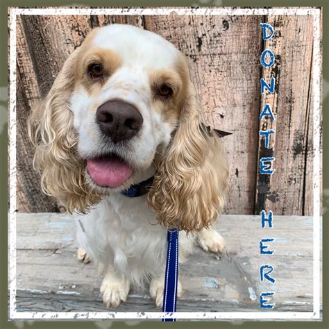 Adopt a Cocker Spaniel near you in Missouri. Below are our newest added Cocker Spaniels available for adoption in Missouri. To see more adoptable Cocker Spaniels in Missouri, use the search tool below to enter specific criteria!. 