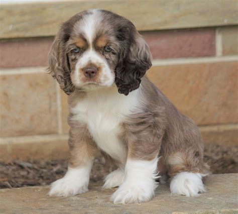 Cocker spaniels for sal. Stunning KC & DNA clear Show Cocker Spaniels. £1,700. Cocker Spaniel Age: 4 weeks 4 male / 3 female. Delighted to announce the sale of our stunning, true to breed show cocker spaniels. Our beloved girl, Mavis gave birth to her perfect puppies on 21/03/2024 (3 girls, 4 boys) Puppies will officially. Louise H. 
