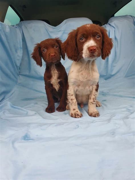 The name, Cocker Spaniel, is derived from the Woodcock, a bird that was commonly hunted in Britain. In the 1890s, these three breeds began to be independently developed and bred and, in 1892, English Cocker Spaniels and English Springer Spaniels were recognised as separate breeds by The Kennel Club.. 