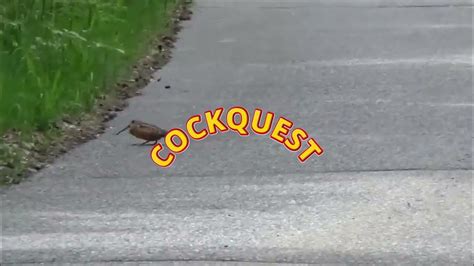 Cockquest
