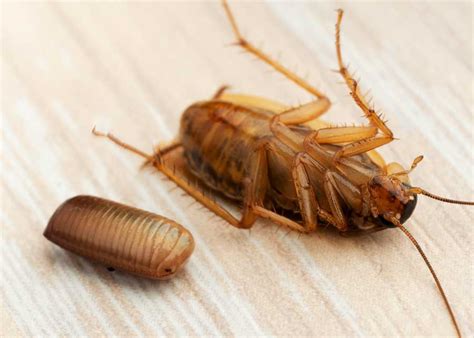 Cockroach (Roach) Eggs? Here’s What You Should Do