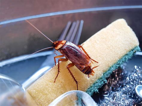 Cockroach exterminator cost. Jun 9, 2022 ... Cost depends on the type of infestation. For instance, it may start from $250-$300 for easy ones, while complicated pest eradication can cost ... 