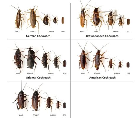 Cockroach image.  For the first time, get 1 free month of iStock exclusiv...