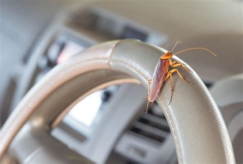 Cockroach in car. Treat the car now to kill any live roaches, and then again in two months to kill any that have hatched from eggs since the initial treatment. Roaches need at least six months to mature to a reproductive age, so in two months time they should still be too young to lay eggs. Here's a patented method describing roach control with ozone. 