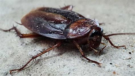 Cockroach looking bug. Such is the case with some species of cockroaches like the Oriental Cockroach and the American cockroach which have often been nicknamed as waterbugs. This can ... 