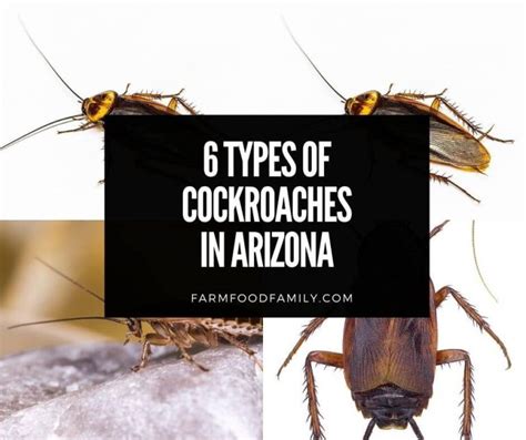 Cockroaches in Arizona - Garden Guy