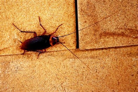 Cockroaches in arizona. Cockroaches are among the most difficult pests to get rid of. They are incredibly hardy and can survive conditions that most other pests could not endure. ... Since 1993, Mule Mountain Pest Control has been helping Arizona homeowners with their pest control needs. We are committed to environmentally responsible pest control methods, … 