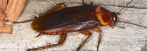 Cockroaches in florida. The Florida wood cockroach is a species of roach native to Florida. It is a reddish-brown color, about one inch long, and has wings. It is a reddish-brown color, about one inch long, and has wings. This species of cockroach can be found outdoors in leaf litter and under logs and rocks. 
