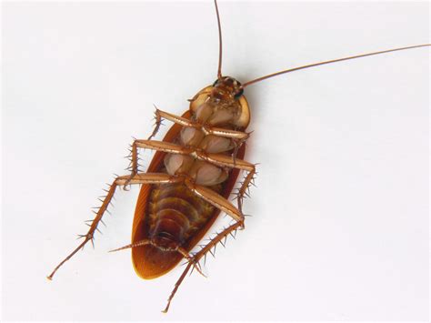 Cockroaches in hawaii. Raid ant and roach works well on the brahma roaches as well as the centipedes. spray around all baseboards, around all windows and doors, and for an added level of "kill", spray outside around all windows and doors. You may see one or two (it's inevitable) but by the time you see them, they'll be dying. 2. bemuzed1. 