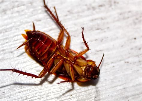 Cockroaches in house. Eliminate standing water: Any standing water will encourage roaches to hang around. Take steps to dry up any areas with potential to hold water. Dry out sinks every evening and cover the drain hole with a cap or stopper. Do not overwater house plants or leave water in plant saucers. 