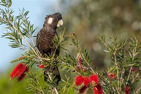 Cocky count: how Perth’s ‘green’ growth plan could …