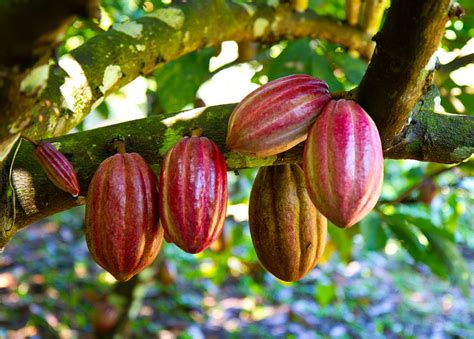 Cocoa Tree Price