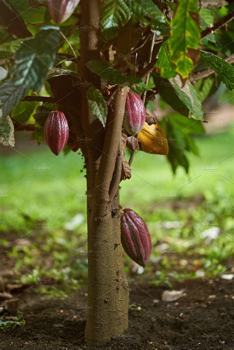 Cocoa tree plant. You can grow Cacao in Florida and other places with similar climates. This five minute video gives some important tips on growing Theobroma cacao. Preview my... 
