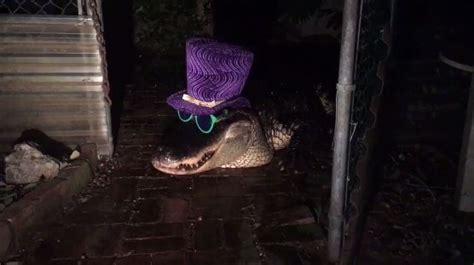 Coconut Grove man dresses up pet alligator for Halloween