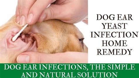 Coconut Oil Treatment for Dog Ear Infections CoconutOils.com