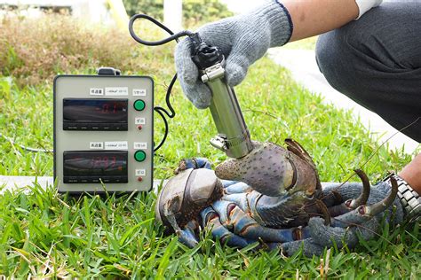 Coconut crab’s bone-crushing grip is 10 times stronger