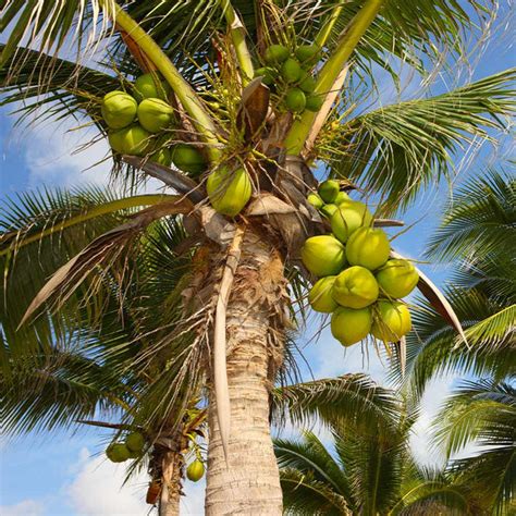 Coconut palm tree for sale. Things To Know About Coconut palm tree for sale. 