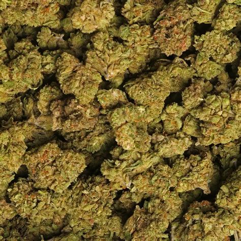 The sativa -dominant hybrid cannabis strai