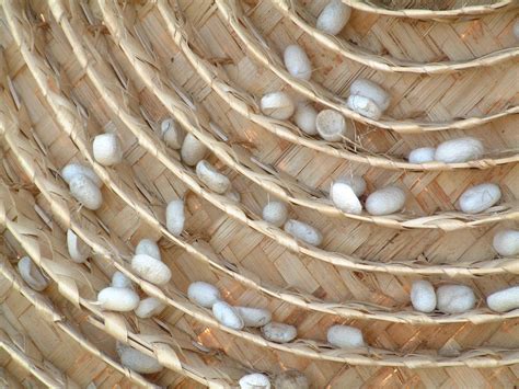 Cocoons. Things To Know About Cocoons. 