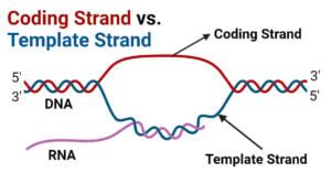 Coding Strand vs Template Strand: 6 Key Differences