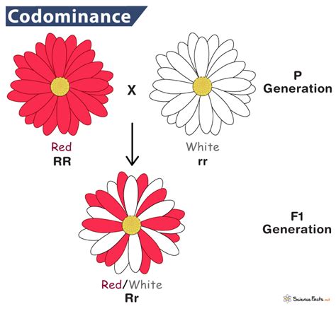 Codominance ppt for grade 9.  Examples highlight how phenotypic ratios can differ from ...