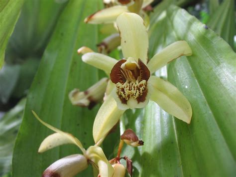 Coelogyne Definition & Meaning - Merriam-Webster